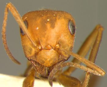 Media type: image; Entomology 23246   Aspect: head frontal view